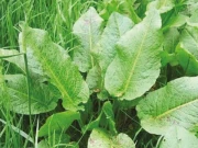 شلخے یاکرلی ڈک