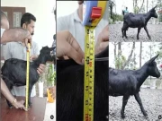 دنیا کی پستہ قد بکری نے ریکارڈ بنا دیا