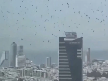 تل ابیب پر اڑتے کووں کے جُھنڈ، کیا ’مکمل تباہی‘ کی علامت ہے؟