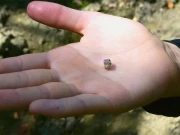 منگنی کی انگوٹھی کے لیے پتھر ڈھونڈنے والی خاتون کو بیش بہا ہیرا مل گیا