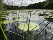 میٹھے پانی کی ایک چوتھائی انواع معدومیت کے قریب