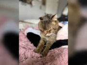 ایک چھوٹی سی چپ کا کمال، 7 سال سے لاپتہ پالتو بلی بالآخر خاتون کو مل گئی