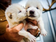 12 ہزار سال سے ناپید شدہ جانور واپس ’زندہ‘ ہوگیا