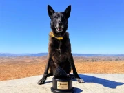 مالک کو بپھرے بیل سے بچانے والے کتے نے بہادری کا ایوارڈ جیت لیا