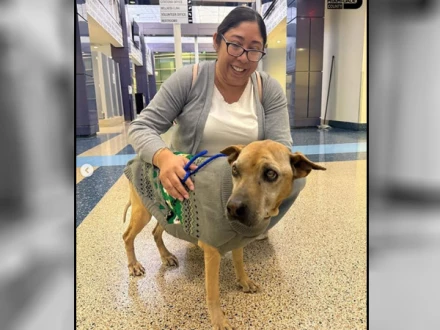 امریکا: گمشدہ پالتو کتا 10 برس بعد اپنے مالکان سے مل گیا