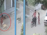 کراچی: گلی سے گزرنے والی لڑکی پر آوارہ کتوں کا حملہ