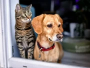 کتے اور بلیوں کے مالکان کی انوکھی خواہش