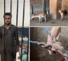 عید پر کالے ہرنوں کی قربانی کا اعلان کرنے والا گرفتار، سات کالے ہرن برآمد
