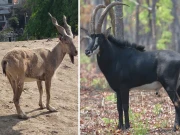 لاہور چڑیا گھر میں اموات کا سلسلہ جاری: مارخور، جیمزبک اور سیبل اینٹی لوپ بھی دم توڑ گئیں