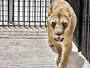 پنجاب کے چڑیا گھروں اور سرکس میں جانوروں کی بے رحمانہ قید، وائلڈ لائف حکام و دیگر عدالت طلب