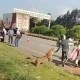 تیندوے نے ریسکیو اہلکار پر حملہ کردیا؛ ویڈیو وائرل