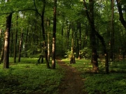 لاہور کے اردگرد جنگل نما حد بندی کا منصوبہ، 48لاکھ پودے لگائے جائیں گے