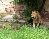 مقامی ڈیرے سے برآمد 2 سالہ افریقی نسل کا شیر عدالت میں پیش کیا جائے گا