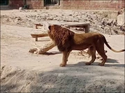 ہری پور میں شیر کا حملہ، شہری جاں بحق، علاقے میں خوف پھیل گیا