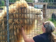 خطرناک شیروں کی آبادی کنٹرول کرنے کے لیے نس بندی اور پرسکون موت دینے پرغور