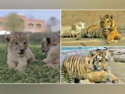 لاہور :  وائلڈلائف سفاری پارک میں شیر کے سات بچوں کی پیدائش