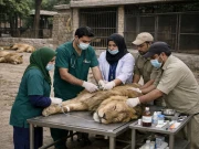 پنجاب میں شدید بیمار اور لاعلاج شیروں کو پرسکون موت دے دی گئی