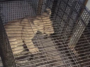 وائلڈ لائف کی فیصل آباد میں کارروائی، سفید ٹائیگر اور افریقی شیر کا بچہ برآمد