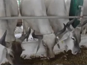 پاکستان میں پہلی جدید آئی وی ایف لیب کا قیام، لائیو اسٹاک سیکٹر میں نئے دور کا آغاز