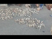 ایک ہزار سے زائد صحرائی چھپکلیاں برآمدگی کے بعد تلف