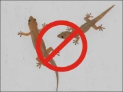 گھر سے چھپکلیاں بھگانے کے آٹھ آسان اور مؤثر گھریلو طریقے