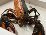 امریکا میں پکڑا جانے والا نایاب دو رنگی لابسٹر