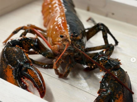 امریکا میں پکڑا جانے والا نایاب دو رنگی لابسٹر