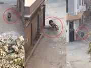 لاہور، گھر سے بھاگنے والے بدقسمت شیر کی ویڈیو سامنے آگئی