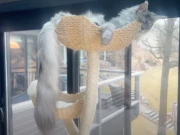 امریکی بلی نے سب سے لمبی دم کا عالمی ریکارڈ حاصل کرلیا