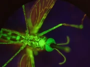 مچھروں کیلیے انسانی خون کو مہلک بنانے والی دوا