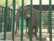 کراچی چڑیا گھر کی مدھوبالا کو سفاری پارک منتقل کردیا گیا 