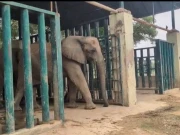 سفاری پارک میں موجود ہتھنیوں ملکہ اورمدھوبالا کی صحت بہتری کی جانب گامزن