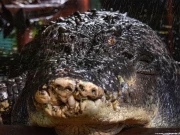 دنیا کا سب سے بڑا مگر مچھ قید میں دم توڑ گیا