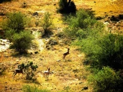 پنجاب میں جنگلی حیات اور نباتات کا بڑا سروے، پرندوں کے تخمینے سیلاب سے متاثر ہونے کا امکان