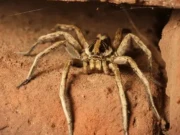 سائنسدان نے نودریافت شدہ مکڑیوں کے نام گانوں پر رکھ دیے