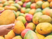 قدرتی طور پر پکے اور مصنوعی آموں کو پہچاننے کا طریقہ