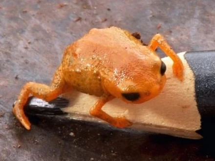 برازیل: نارنجی مینڈک کی نئی قسم دریافت