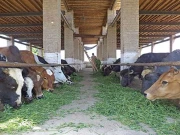 ڈیری فارمرز کا خام دودھ کی فروخت کو سیلز ٹیکس رجیم میں شامل کرنے کا مطالبہ