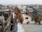 بندر نے 10ویں جماعت کی طالبہ کو گھر کی چھت سے گرادیا، لڑکی ہلاک