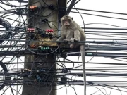 سری لنکا میں بجلی کے بڑے بریک ڈاؤن کی انوکھی وجہ سامنے آ گئی