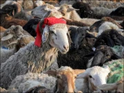 عیدالاضحیٰ، یہودی معاشی نظام پر کاری ضرب