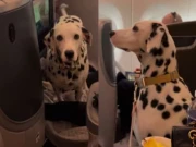 بزنس کلاس میں کتے کا شاہانہ ہوائی سفر، ویڈیو نے انٹرنیٹ پر دھوم مچادی