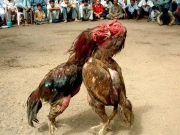 کراچی میں مرغوں کی لڑائی کے دوران فائرنگ سے ایک نوجوان جاں بحق دوسرا شدید زخمی