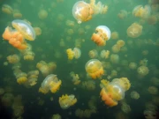 فرانس میں جیلی فشوں نے جوہری پلانٹ کو غیرفعال کردیا