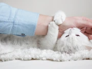 بلیاں بعض اوقات اپنے مالک کو زور سے کیوں کاٹ دیتی ہیں؟