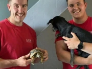 شرارتی کچھوے نے لندن میں فلیٹ کو نذر آتش کردیا