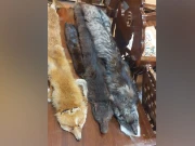  لاہور؛ وائلڈلائف عملے نے نایاب جانوروں کی کھالیں برآمد کرکے ایک ملزم کو گرفتار کرلیا