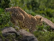 آزادکشمیر میں دلخراش واقعہ: تیندوا گھر سے 8 سالہ بچی کو اٹھا کر لے گیا، بچی مردہ حالت میں برآمد