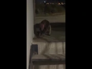 امریکی ریاست میں دِکھنے والا پراسرار جانور کیا ہے؟ 