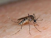 پاکستان میں ڈینگی سے رواں سال کی پہلی ہلاکت کی تصدیق